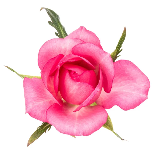 Rosa fiore di rosa — Foto Stock