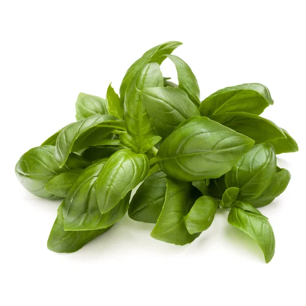 Daun manis Basil — Stok Foto