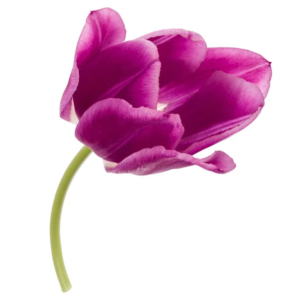 Flor de tulipa lilás — Fotografia de Stock