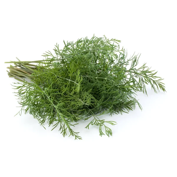 Зелене листя кропу трави — стокове фото