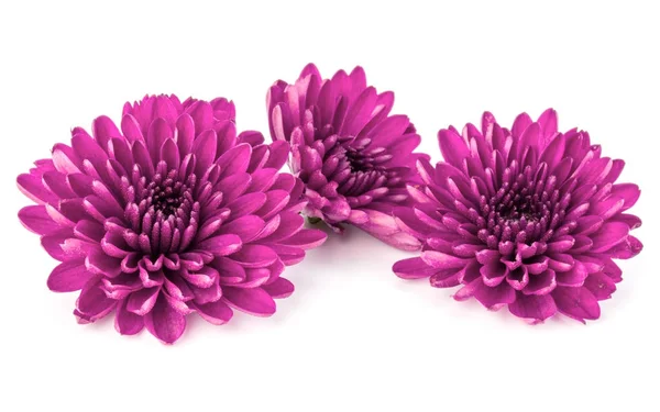 Lilac chrysanthemum flowers — Stock Photo, Image