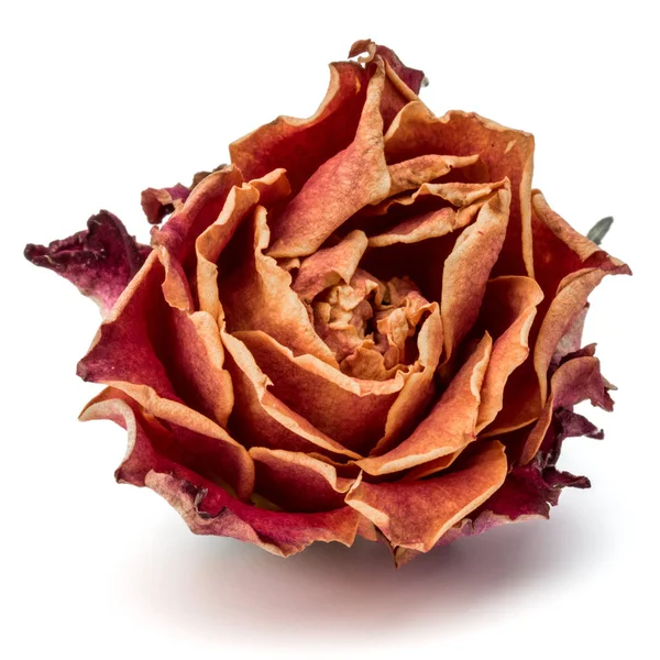 Dried rose flower — Stock Photo, Image