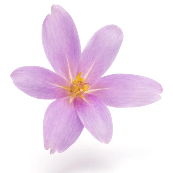 Lila crocus virág — Stock Fotó