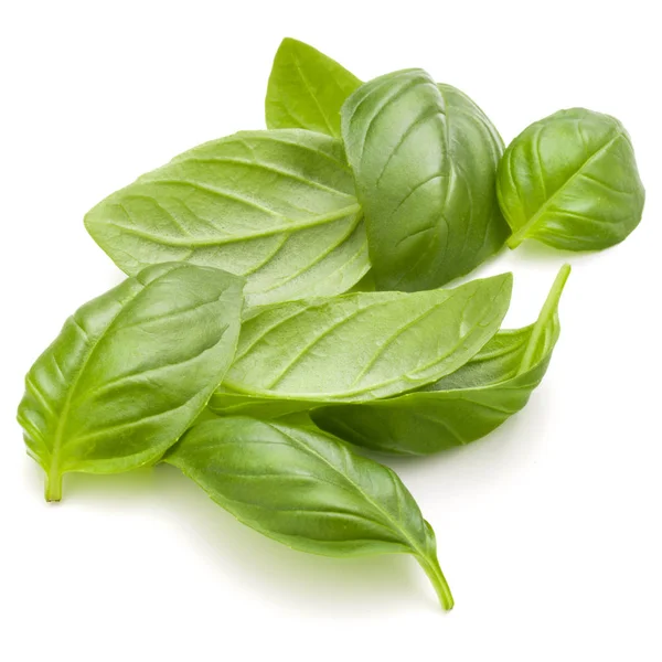 Daun manis Basil — Stok Foto