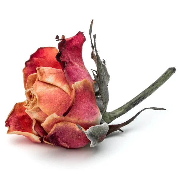 Flor de rosa seca — Fotografia de Stock