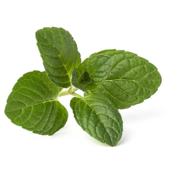 Foglie di menta fresca — Foto Stock