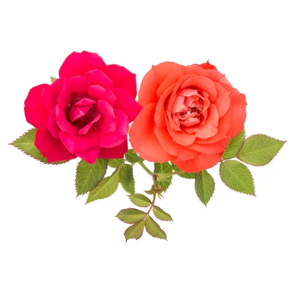 Rose flowers bouquet — Stock Photo, Image