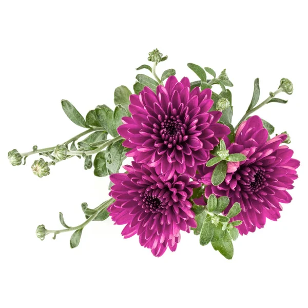 Lila chrysanten bloemen — Stockfoto