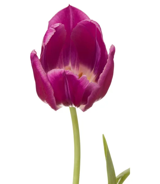 Lila Tulpenblüte — Stockfoto