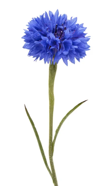 Blauwe Korenbloem kruid — Stockfoto