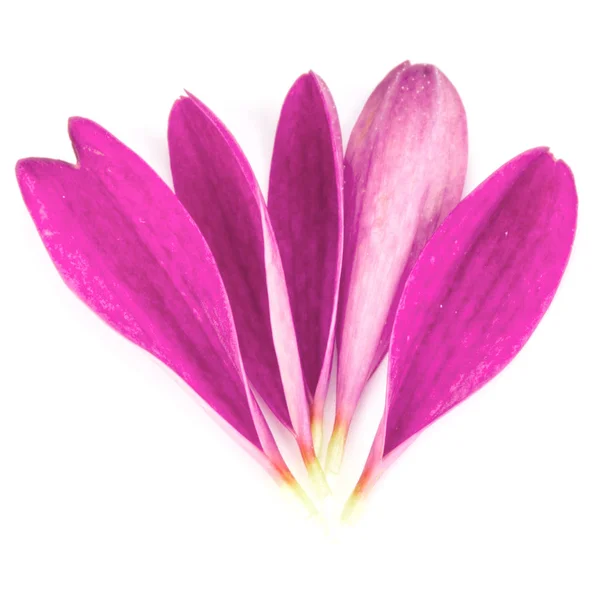 Flores de crisântemo lilás — Fotografia de Stock