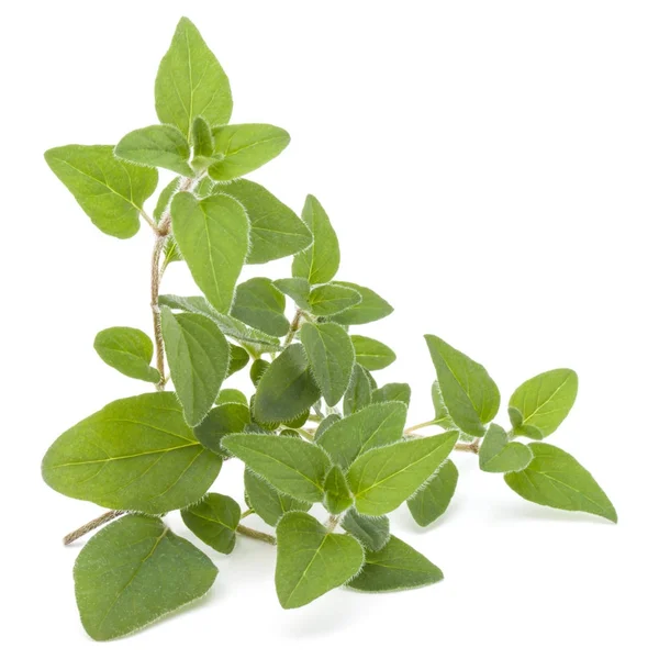 Oregano- oder Majoranblätter — Stockfoto