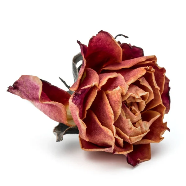 Dried rose flower — Stock Photo, Image