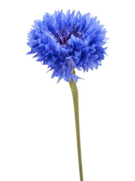 Μπλε καλαμποκάλευρο βότανο — Φωτογραφία Αρχείου