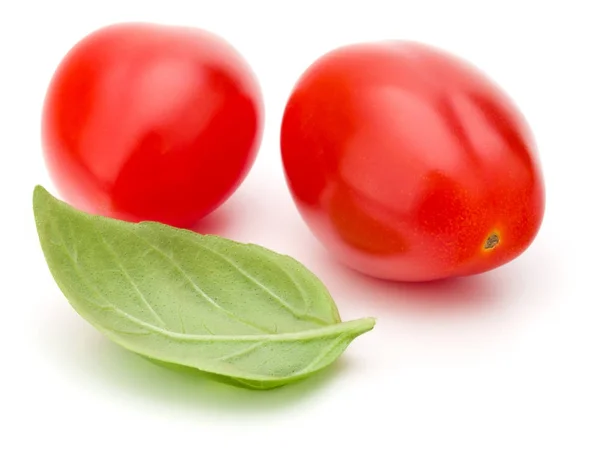 Świeże pomidory śliwkowe z liści bazylii — Zdjęcie stockowe
