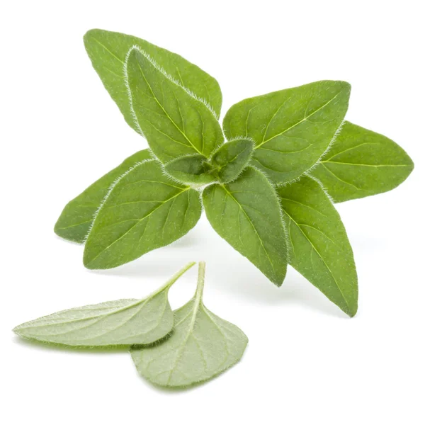 Oregano eller mejram blad — Stockfoto