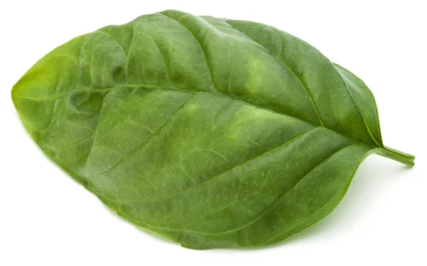 Green basil leaves — Stock Photo, Image