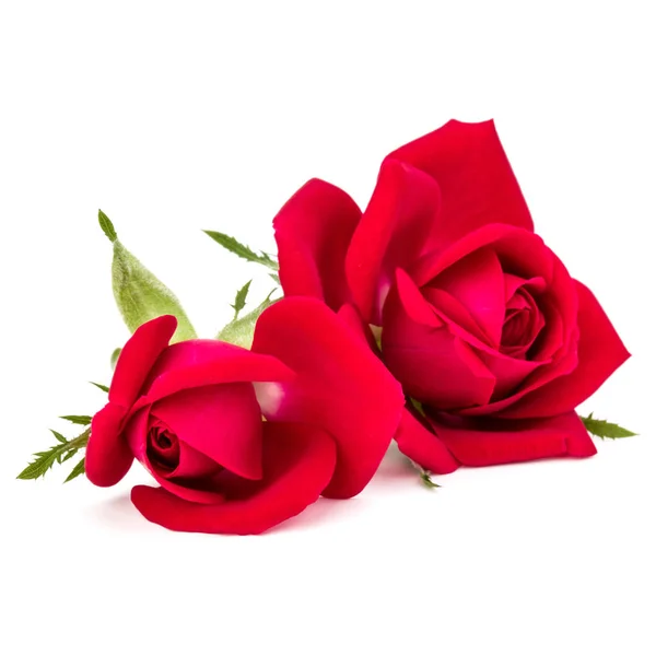 Rose flowers bouquet — Stock Photo, Image