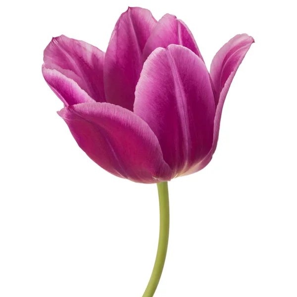 Fiore di tulipano lilla — Foto Stock