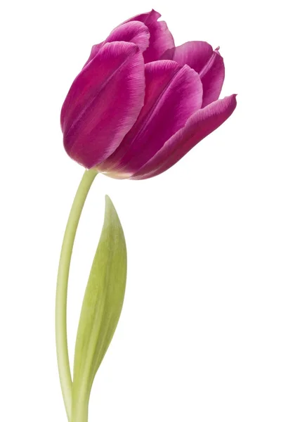 Lila Tulpenblüte — Stockfoto