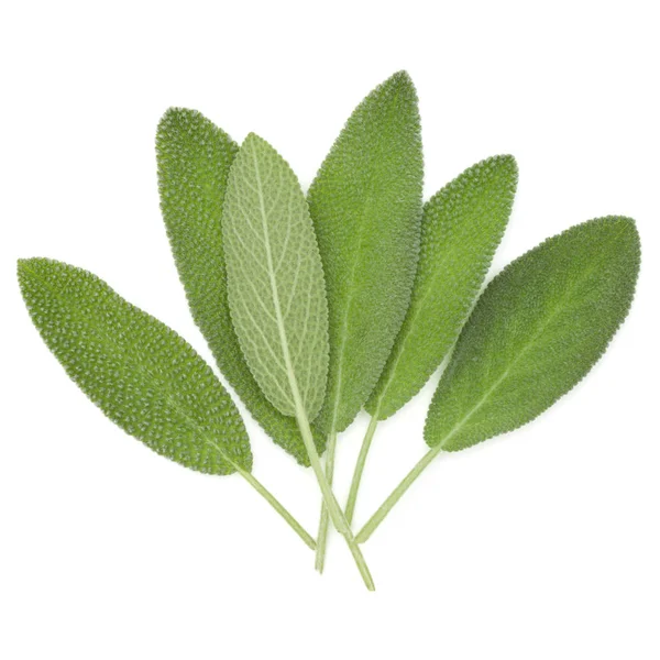 Fresh sage leaves — Stock Photo, Image