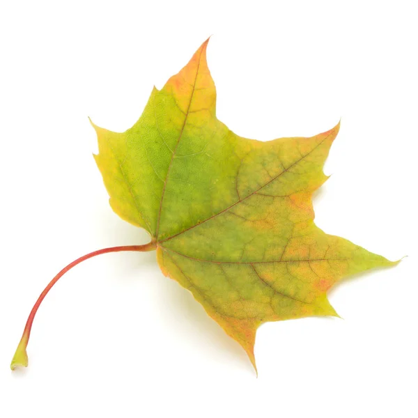 Hoja de arce de otoño colorido — Foto de Stock