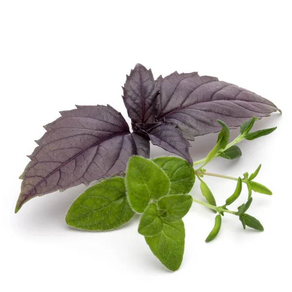 Fresh herb leaves variety — Stock Photo, Image