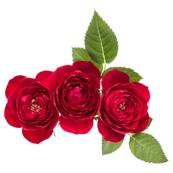 Bouquet de fleurs roses — Photo