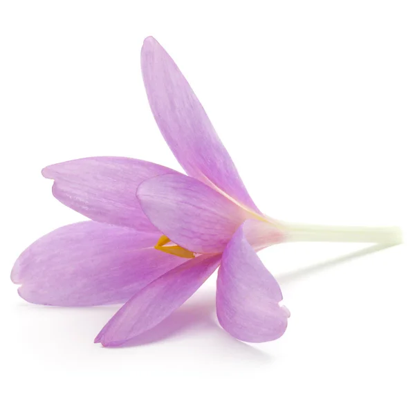 Flor de croco lilás — Fotografia de Stock