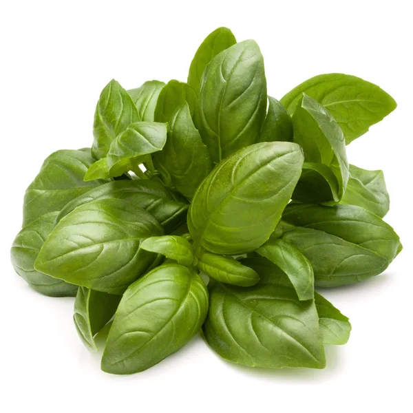 Daun manis Basil — Stok Foto