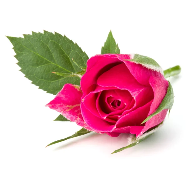 Różowy kwiat róży — Zdjęcie stockowe