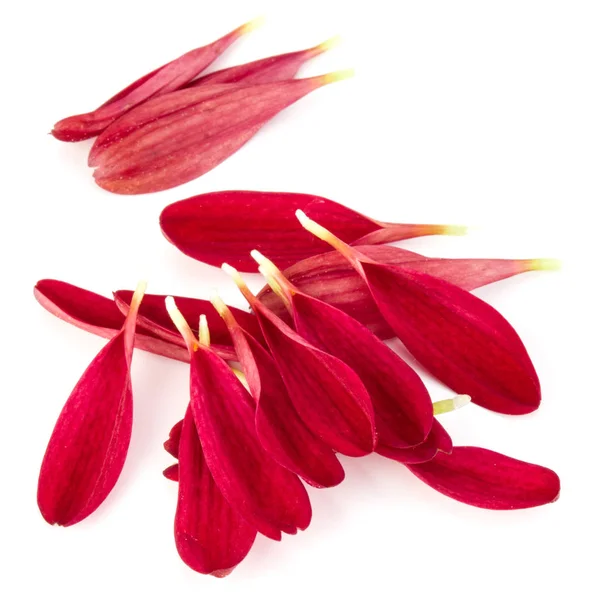 Kırmızı krizantem çiçek yaprakları 