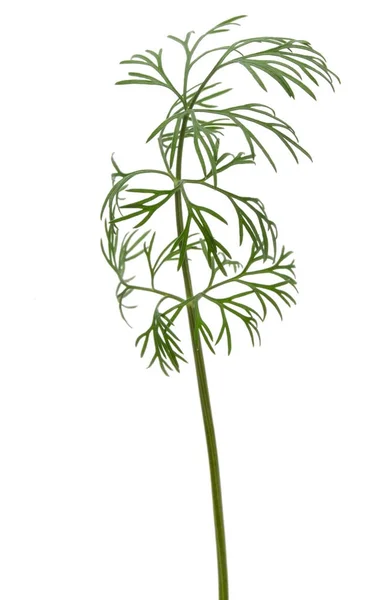 Branch of green dill — Stock Photo, Image