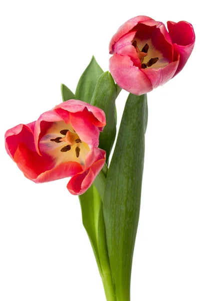 Flores de tulipa rosa — Fotografia de Stock