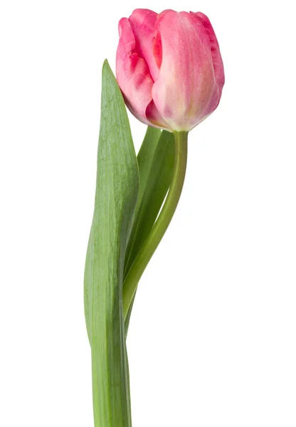 Roze tulp bloem — Stockfoto