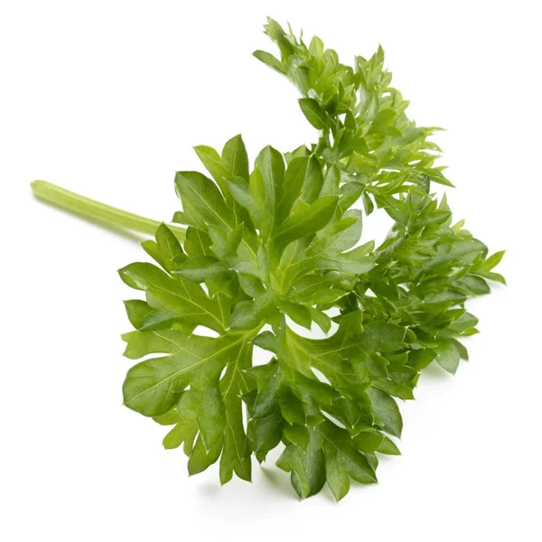 taze yeşil maydanoz 