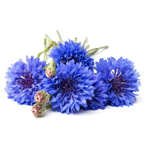Kék Búzavirág gyógynövények csokor — Stock Fotó