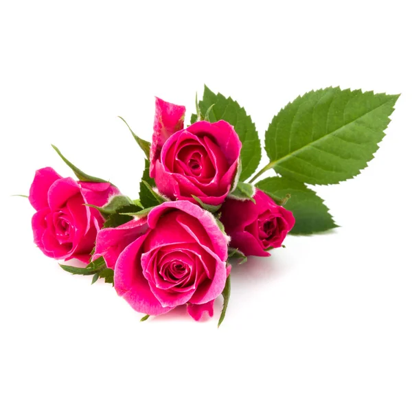 Rosa rosa blommor — Stockfoto