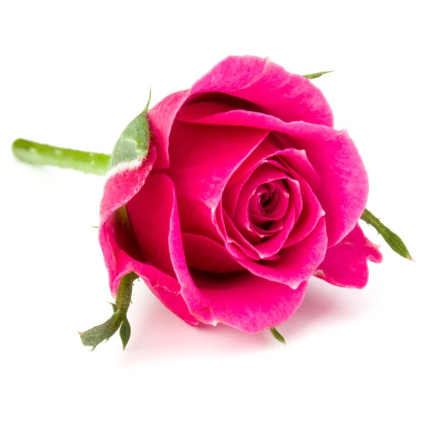 ピンクのバラの花 ストック写真