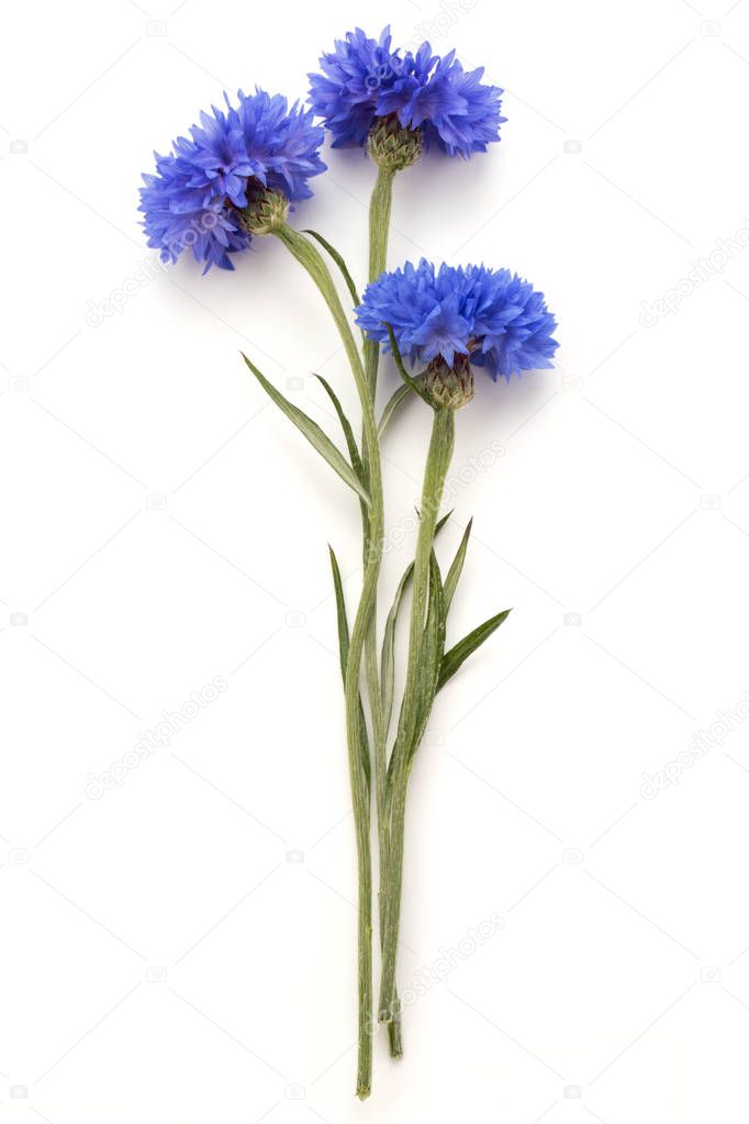 Blue Cornflowers bouquet