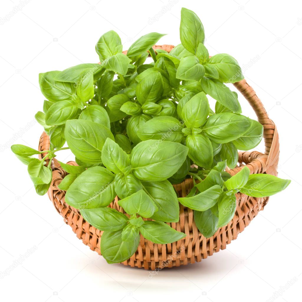 Basil leaves in basket 