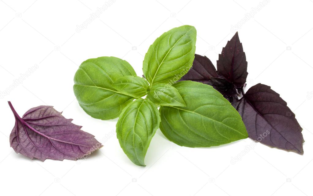 Green and red basil leaves 