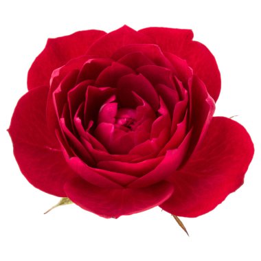 kırmızı gül çiçek