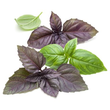 Yeşil ve kırmızı fesleğen yaprağı 