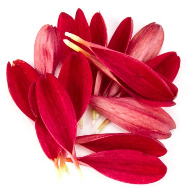 Kırmızı krizantem çiçek yaprakları 