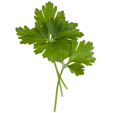 taze maydanoz yaprakları 