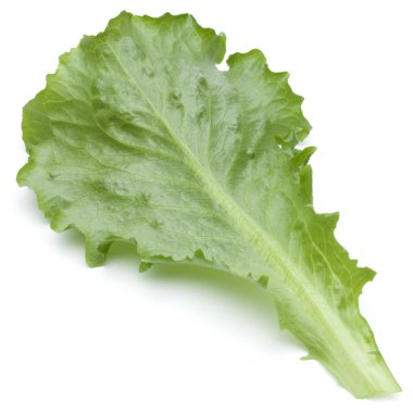 Yeşil hindiba yaprağı 