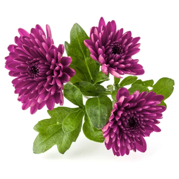 Fleurs de chrysanthème lilas — Photo