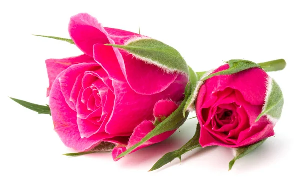 Rosa rosa flores —  Fotos de Stock