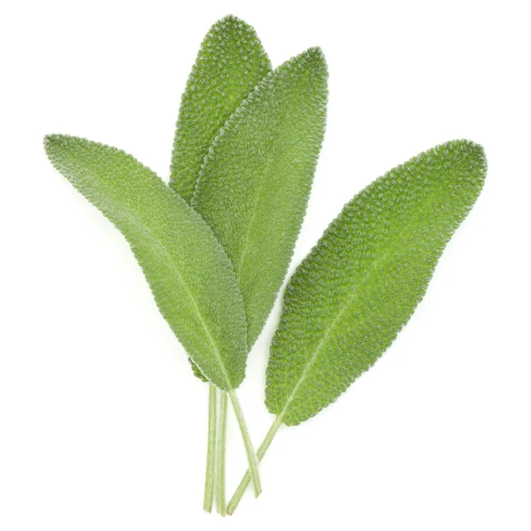 Fresh sage leaves — Stock Photo, Image